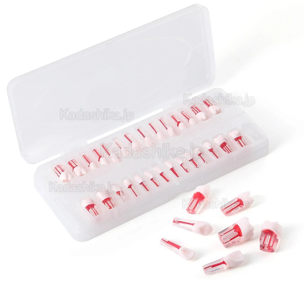 28個/セット 歯科用タイポドント歯 根管治療練習モデル